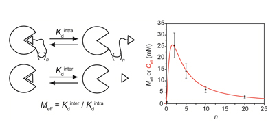Graphical Abstract for Publication 4 - Dependence of Effective Molarity on Linker Length